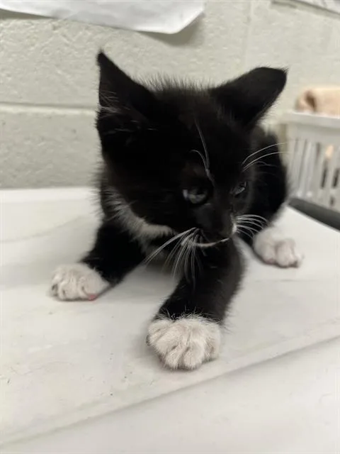 A baby small-sized female Domestic Short Hair cat named A for adoption in Chula Vista, CA