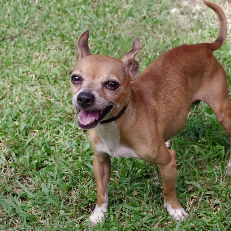 An adult small-sized male Chihuahua dog named Papi for adoption in Miami, FL