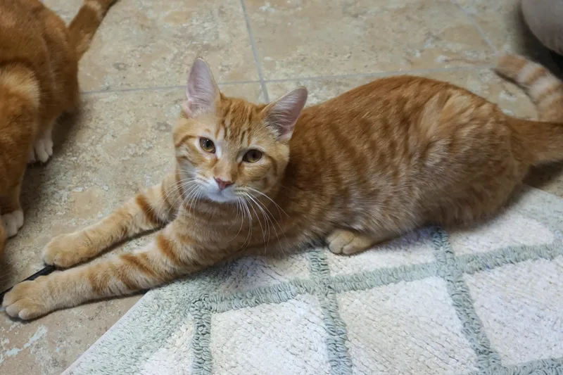 A young medium-sized male Domestic Short Hair cat named Oren for adoption in Fountain Hills, AZ