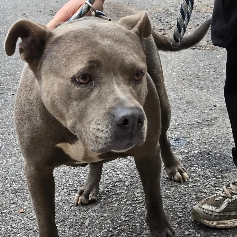 A baby small-sized female Gray / Blue / Silver Pit Bull Terrier dog named Muffin for adoption in Newark, NJ