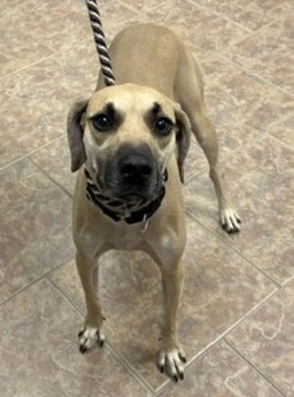 An adult medium-sized female Black Mouth Cur dog named Kimmie for adoption in Littleton, CO