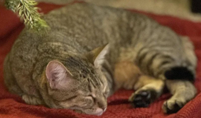 An adult large-sized male Domestic Short Hair cat named Brooks for adoption in Battle Ground, WA