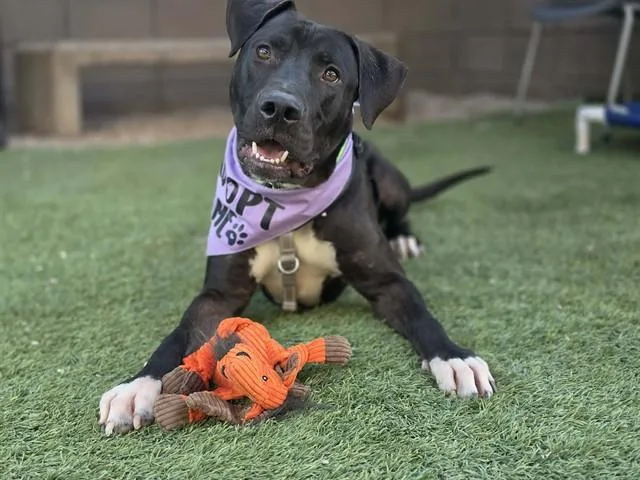 An adult large-sized male Pit Bull Terrier dog named Huey for adoption in Tucson, AZ