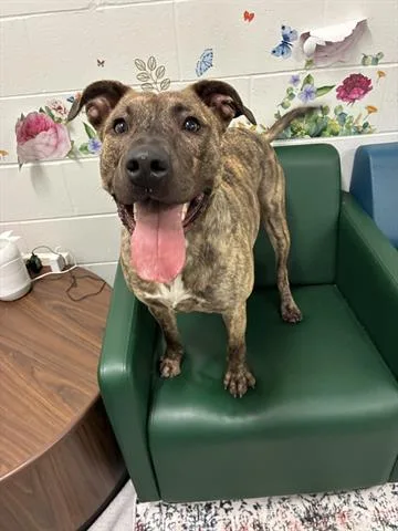 A young medium-sized female Pit Bull Terrier dog named Cece for adoption in Dayton, OH