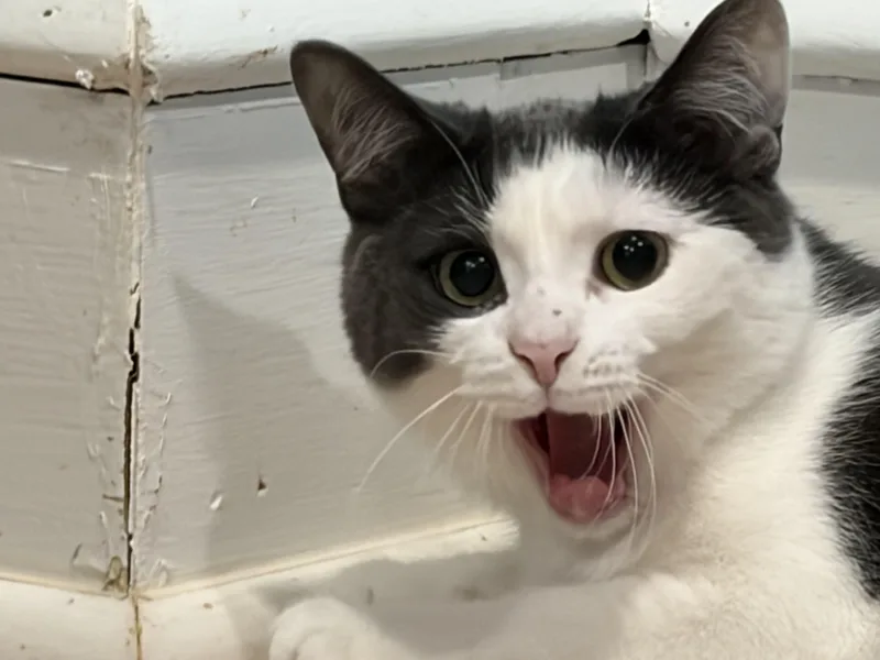 A young medium-sized female Gray & White Domestic Short Hair cat named Relish for adoption in Woodbury, NJ