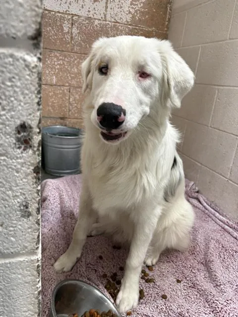 A young medium-sized male Australian Shepherd dog named Balooga for adoption in Albuquerque, NM