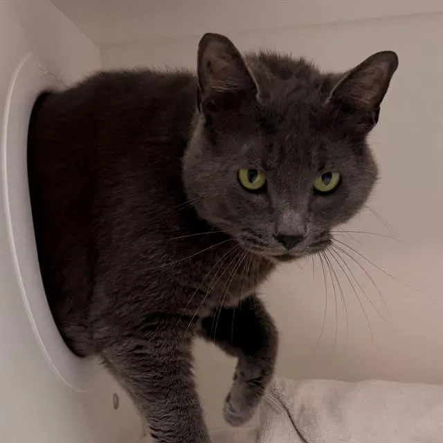 An adult large-sized female Domestic Short Hair cat named Sydney for adoption in Indianapolis, IN