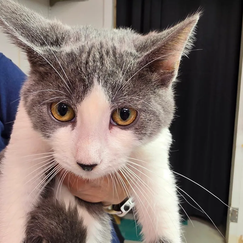 A baby small-sized male Gray / Blue / Silver Domestic Short Hair cat named Yogi for adoption in Leander, TX