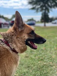 Veronica thumbnail 2