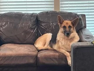 Veronica thumbnail 3