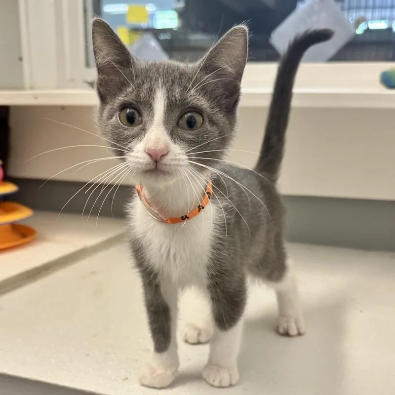 A baby small-sized female Gray / Blue / Silver Domestic Short Hair cat named Droplet KC for adoption in Union, MO
