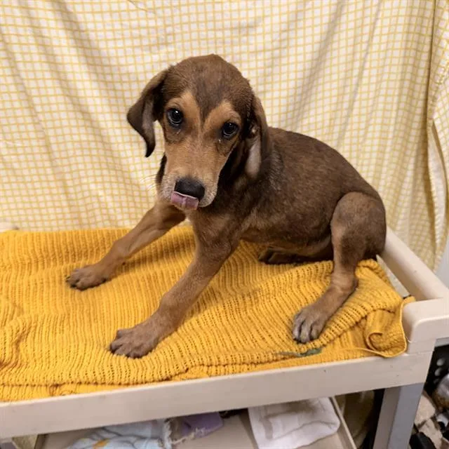 A young small-sized male Black and Tan Coonhound dog named Rufus for adoption in Modesto, CA
