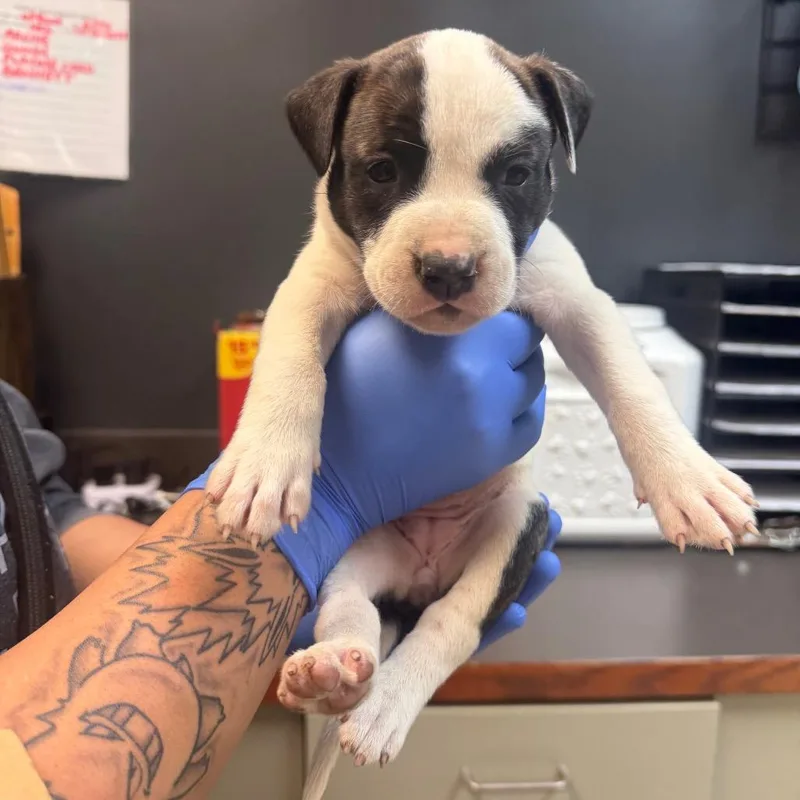 A baby small-sized female Brown / Chocolate Mixed Breed dog named Blueberry Bizkit for adoption in Springboro, OH