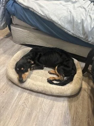 An adult medium-sized male Rottweiler dog named Cali for adoption in West Chester, PA