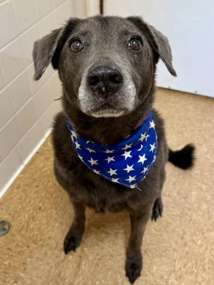 A senior medium-sized male Labrador Retriever dog named Sebastian for adoption in San Antonio, TX