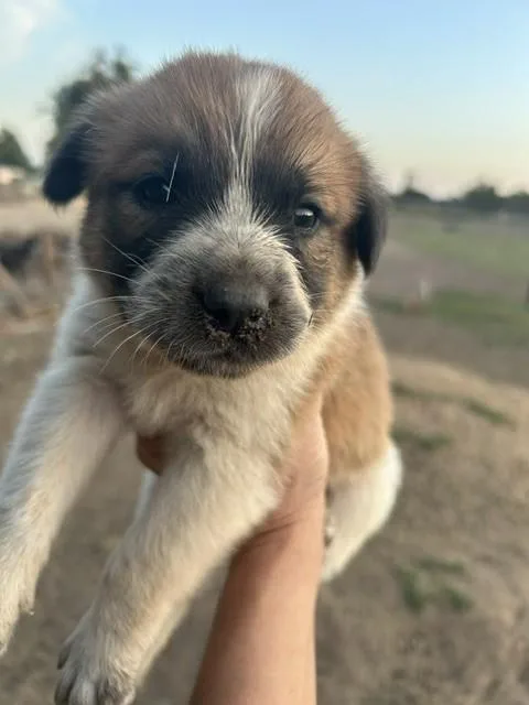 A baby large-sized male Tricolor (Brown, Black, & White) Great Pyrenees dog named Shadow for adoption in Granite Bay, CA