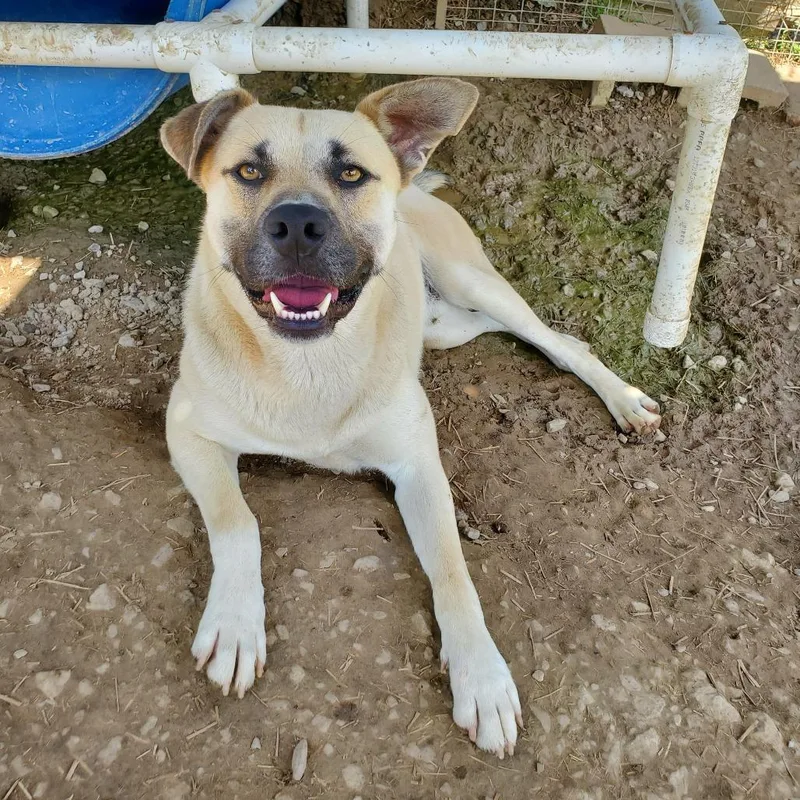 A senior medium-sized male White / Cream Mixed Breed dog named Apollo for adoption in Boaz, AL