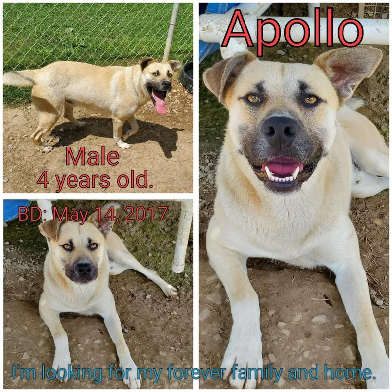 Apollo thumbnail 2