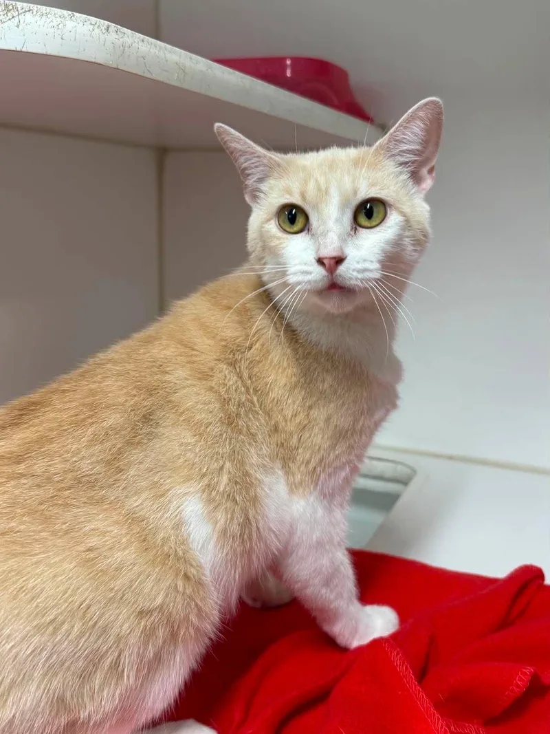 An adult medium-sized female Buff & White Domestic Short Hair cat named Pancake for adoption in Leitchfield, KY