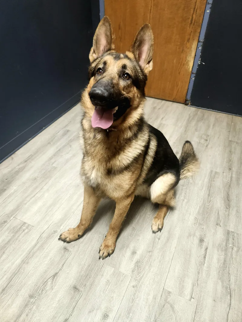 A young large-sized male Black German Shepherd Dog dog named Hark for adoption in Mansfield, OH