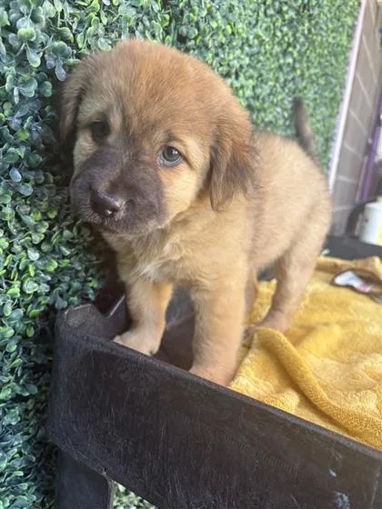 A baby large-sized female Brown / Chocolate Shepherd dog named 61572152 for adoption in El Paso, TX