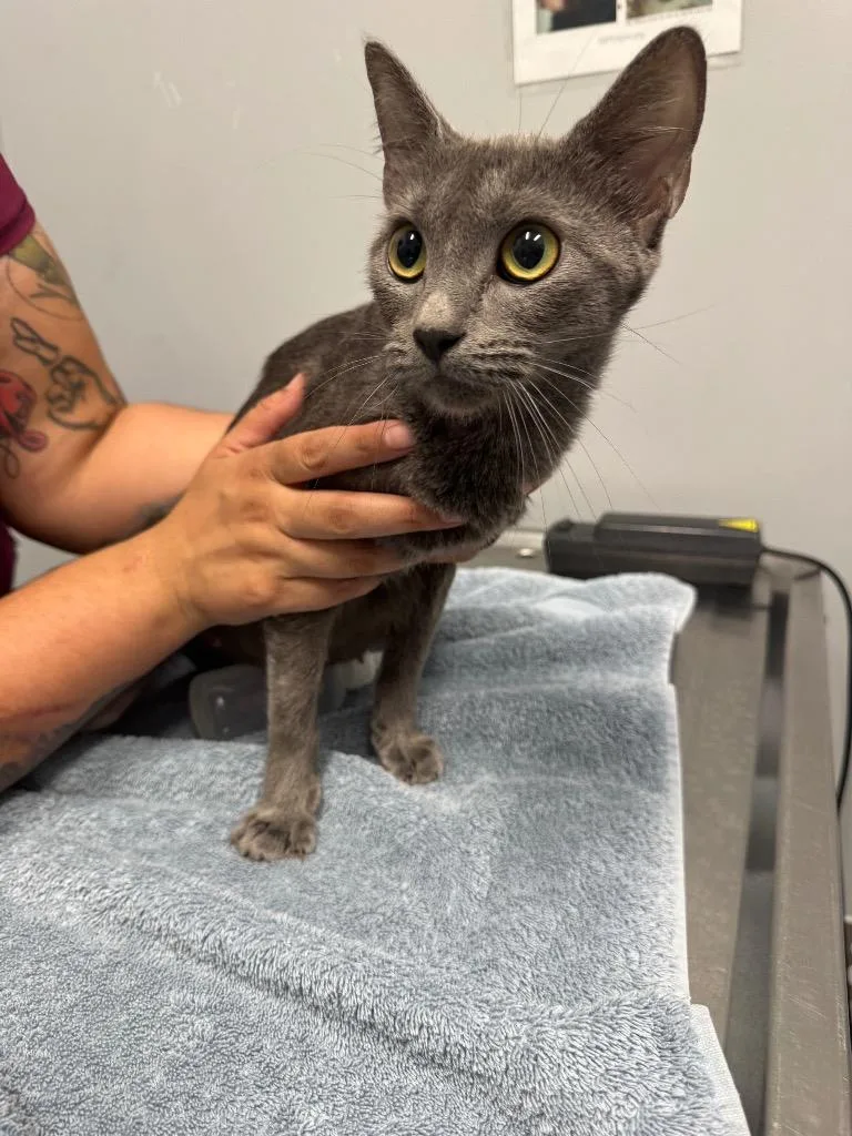 A young medium-sized female Domestic Short Hair cat named Storm for adoption in Bloomington, IN