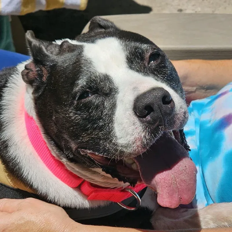 A senior large-sized female Black Mixed Breed dog named Bebe for adoption in Middleburg, FL