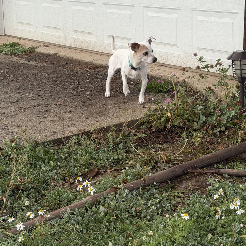 A senior small-sized male Jack Russell Terrier dog named Elmer for adoption in Plummer, ID
