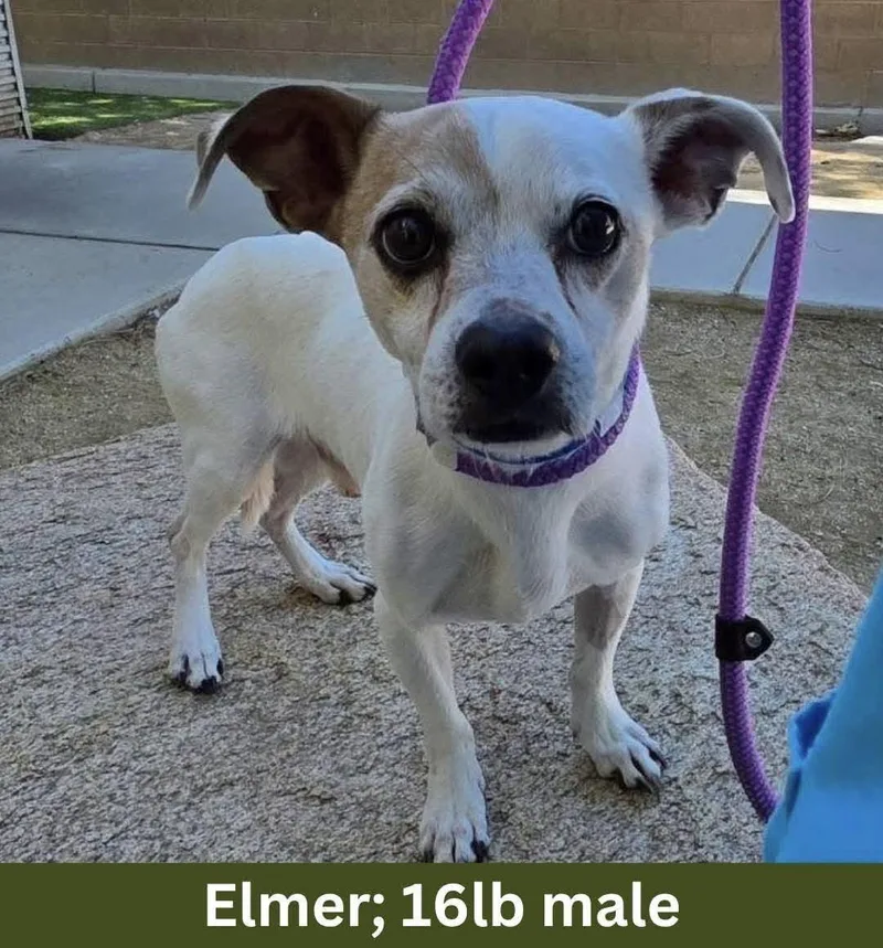 Elmer thumbnail 2