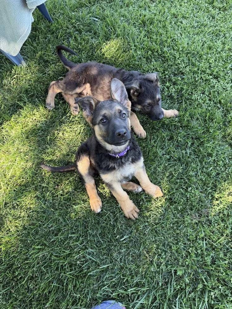 A baby large-sized female Brown / Chocolate German Shepherd Dog dog named Puppy Cece for adoption in Fulton, CA
