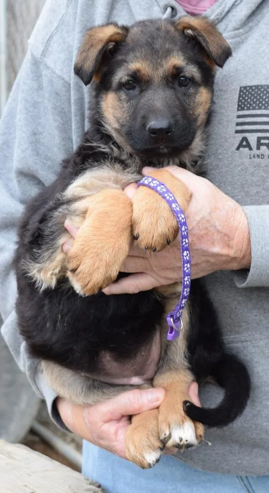 Puppy Cece thumbnail 2