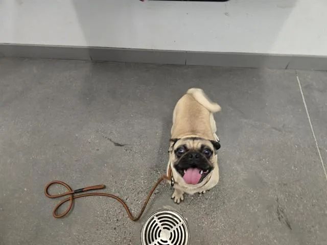 An adult small-sized male Pug dog named Cutie Mcgee for adoption in Mesa, AZ