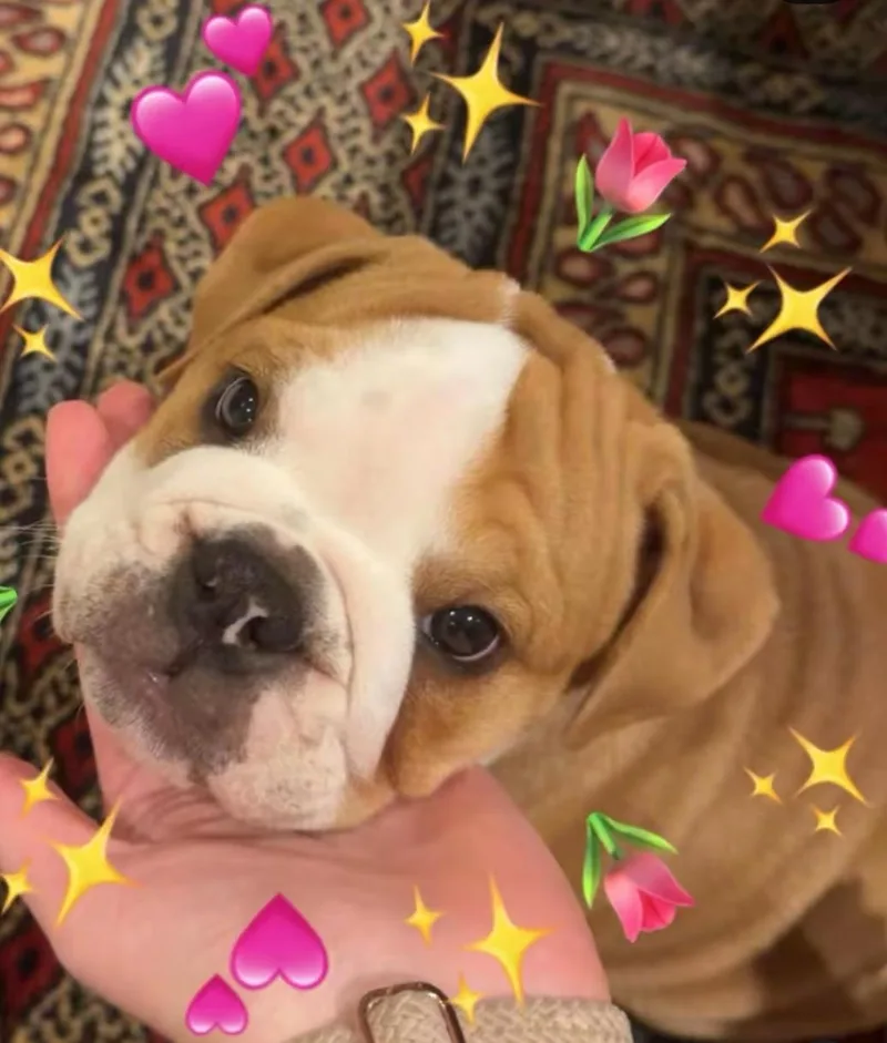 A young medium-sized male English Bulldog dog named Mitzi for adoption in Reddick, FL