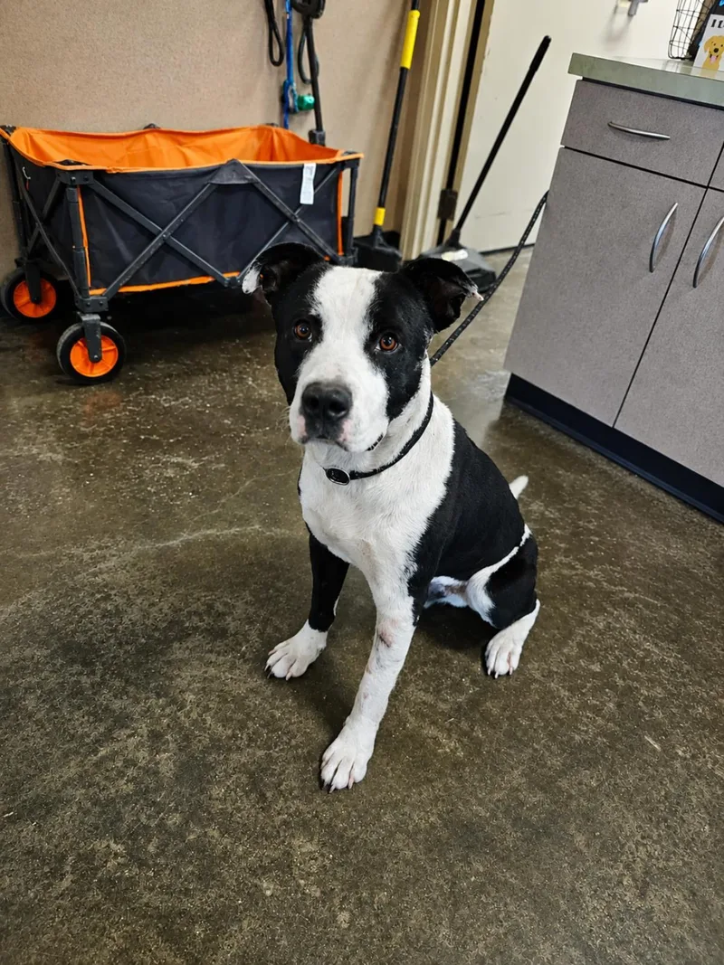 An adult large-sized male Pit Bull Terrier dog named Found Stray: Diego for adoption in Rockwall, TX