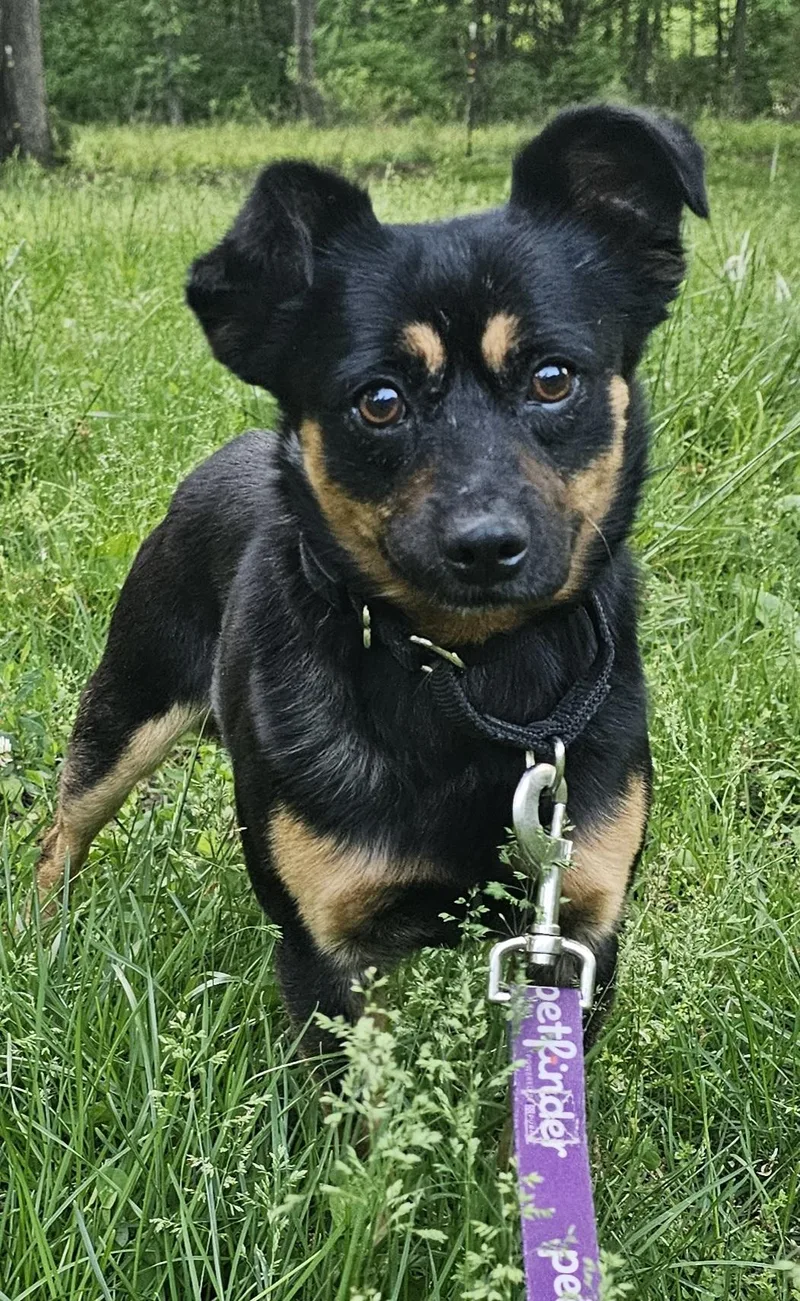 Scout