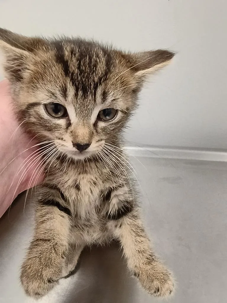 A young small-sized male Domestic Short Hair cat named Brantly for adoption in Angola, IN