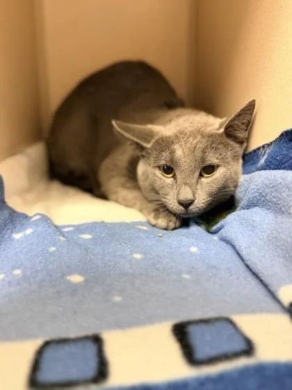 An adult small-sized male Domestic Short Hair cat named Roo for adoption in Bowling Green, KY