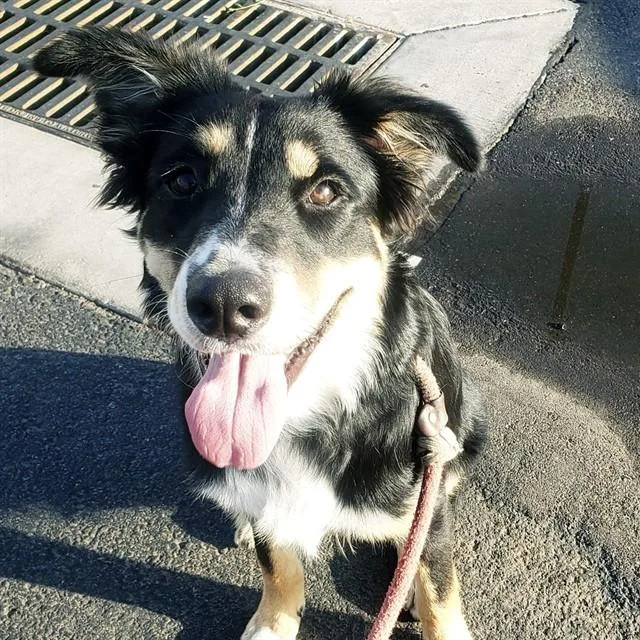 A young large-sized male Border Collie dog named John Denver for adoption in Mesa, AZ