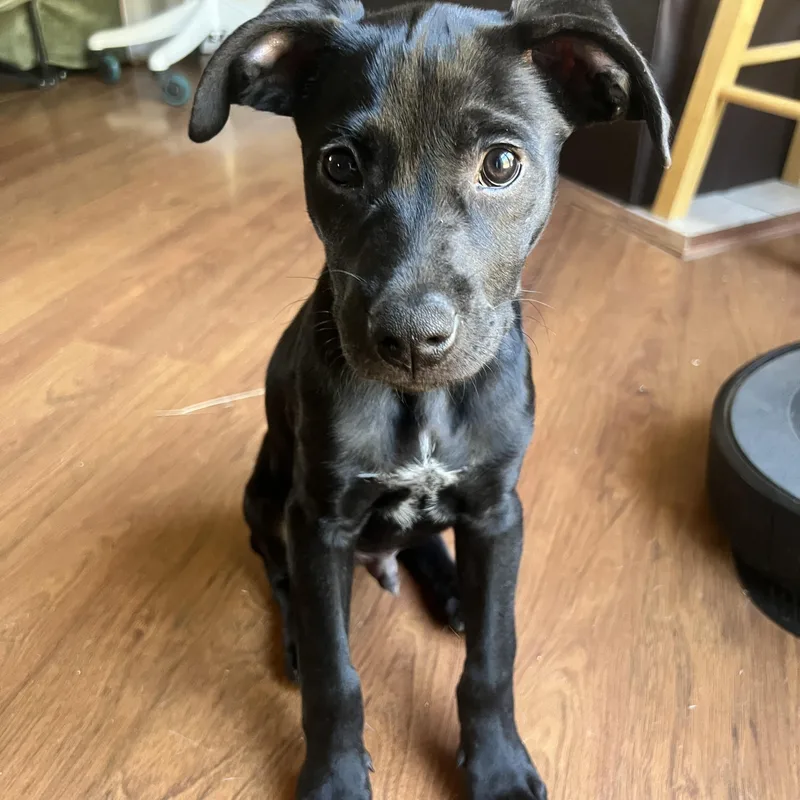 A young medium-sized male Black Mixed Breed dog named T'Challa for adoption in Memphis, TN