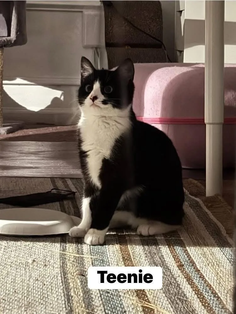 A baby small-sized female Black & White / Tuxedo Domestic Short Hair cat named Teenie for adoption in Turnersville, NJ