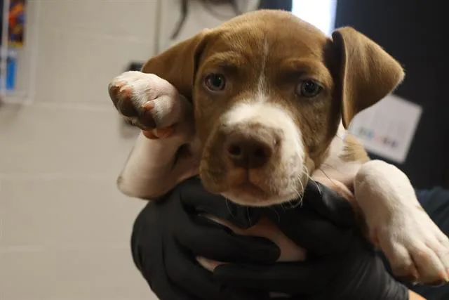 A baby small-sized male Mixed Breed dog named Beethoven for adoption in Columbia, SC