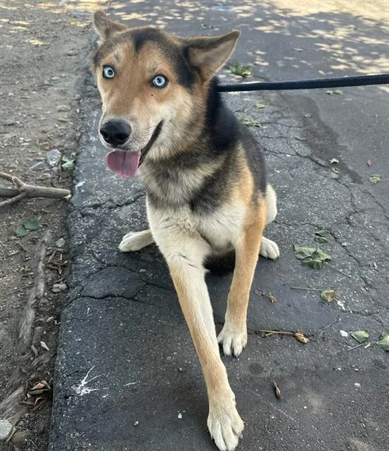 An adult medium-sized male German Shepherd Dog dog named Panda for adoption in Baldwin Park, CA