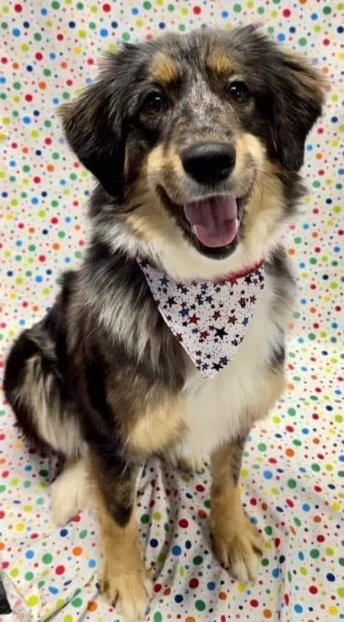 An adult medium-sized female Border Collie dog named Annie for adoption in Indianapolis, IN