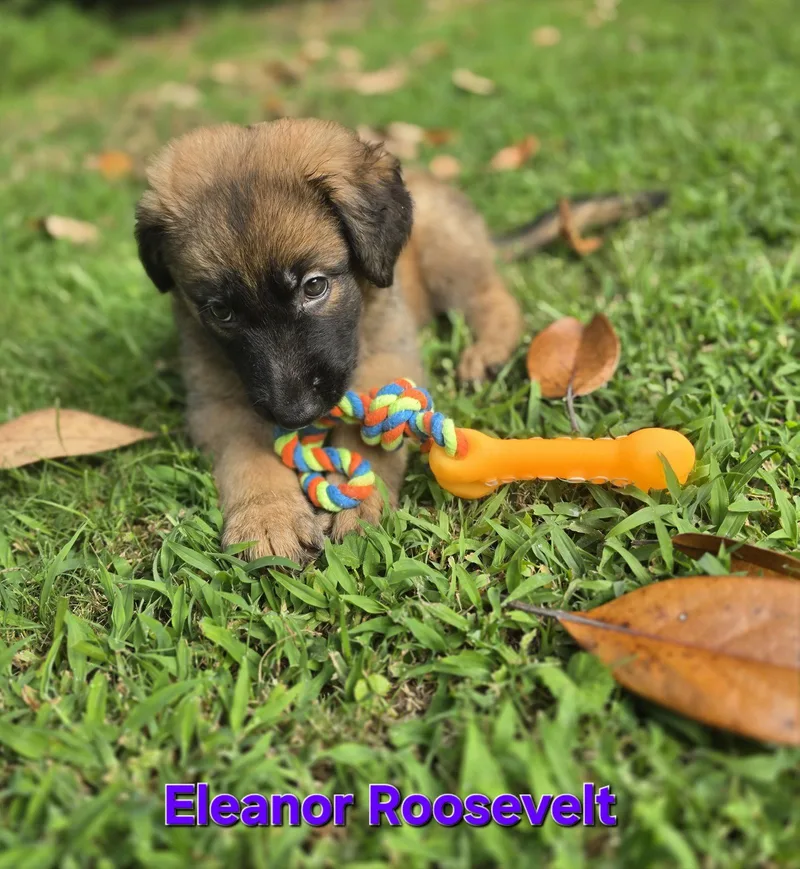 Eleanor Roosevelt thumbnail 3