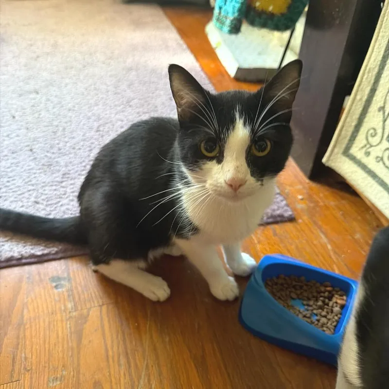 A young medium-sized male Black Domestic Short Hair cat named Gambit for adoption in Brownsboro, AL