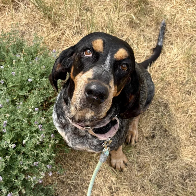 A senior large-sized female Black Coonhound dog named Clover for adoption in Glenwood Springs, CO