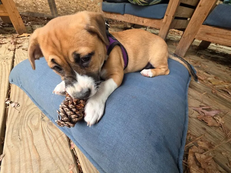 Snickerdoodle thumbnail 2