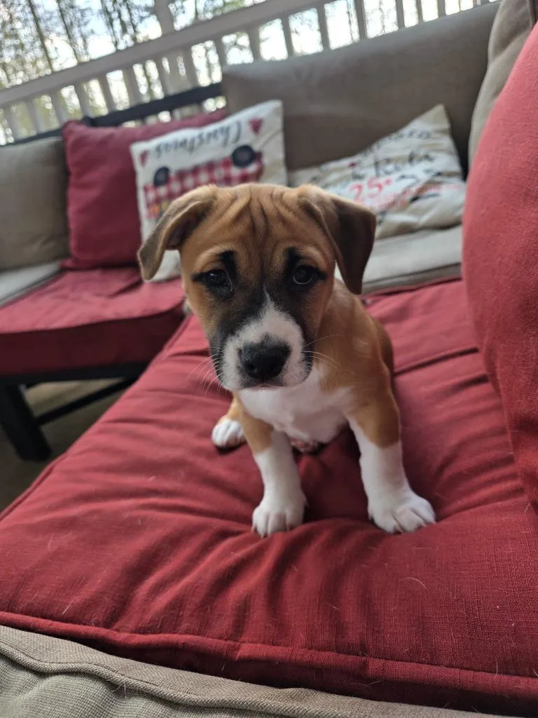 Snickerdoodle thumbnail 3