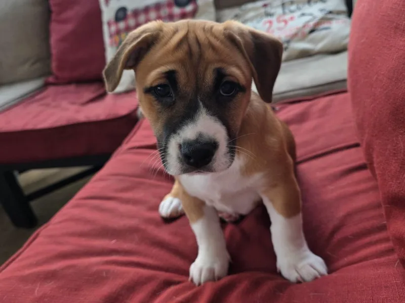 Snickerdoodle thumbnail 4