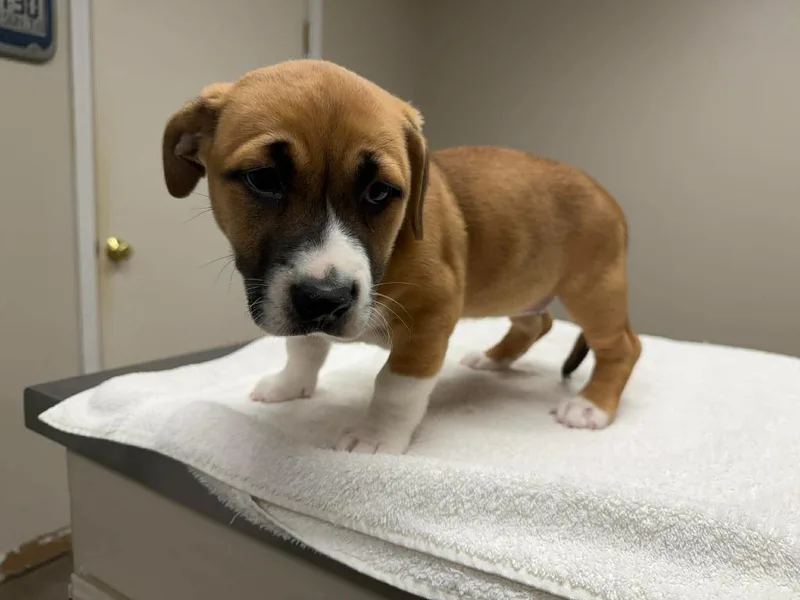 Snickerdoodle thumbnail 5